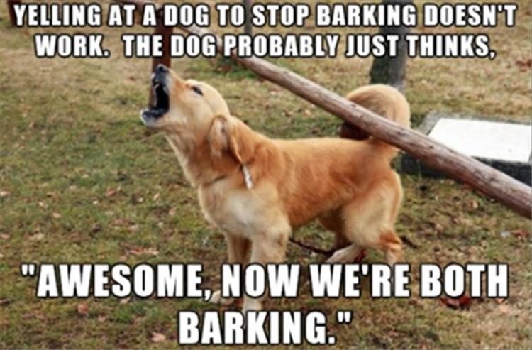 what to do when neighbors dog wont stop barking