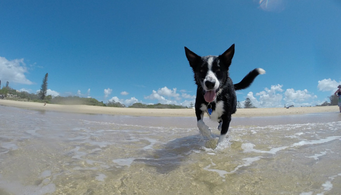 swimming for dogs