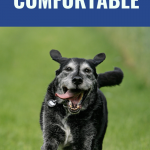 Keep arthritic dog comfortable