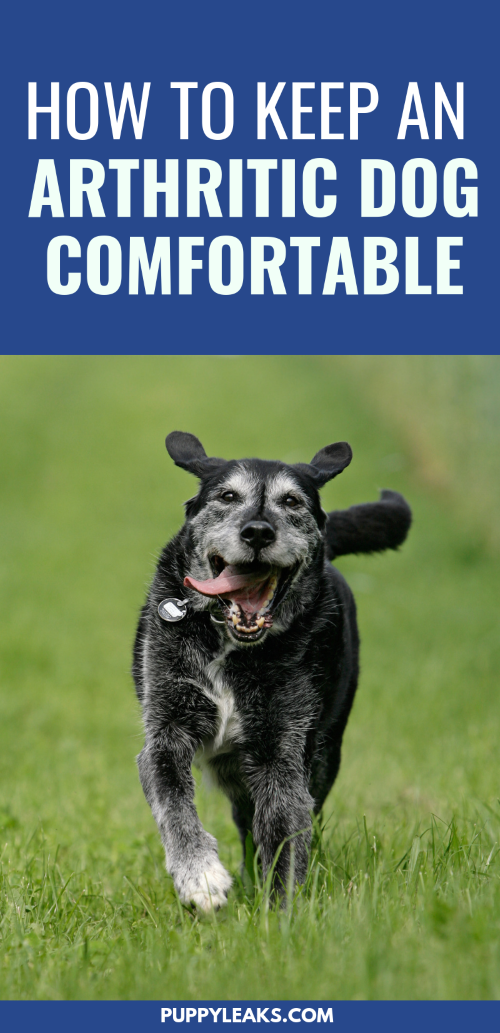 10 Ways to Help Keep Your Arthritic Dog Comfortable Puppy Leaks