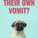 Why do dogs eat their own vomit