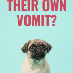 is it ok for dogs to eat their own vomit