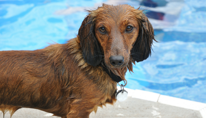 swimming improves mobility in dogs