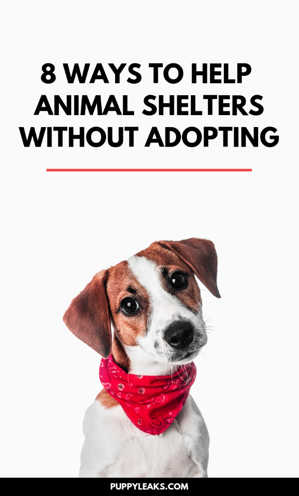 8 Ways to Help Animal Shelters Without Adopting