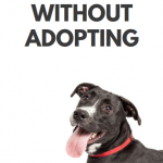 8 Ways to Help Animal Shelters Without Adopting