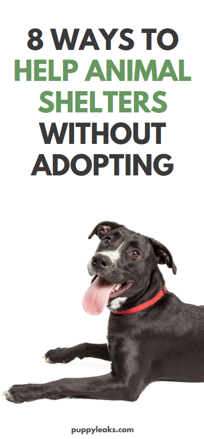 8 Ways to Help Animal Shelters Without Adopting