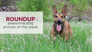 Roundup: Favorite Dog Articles of the Week
