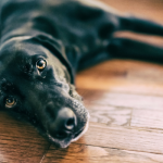 Why Do Dogs Drag Their Butts on the Floor?