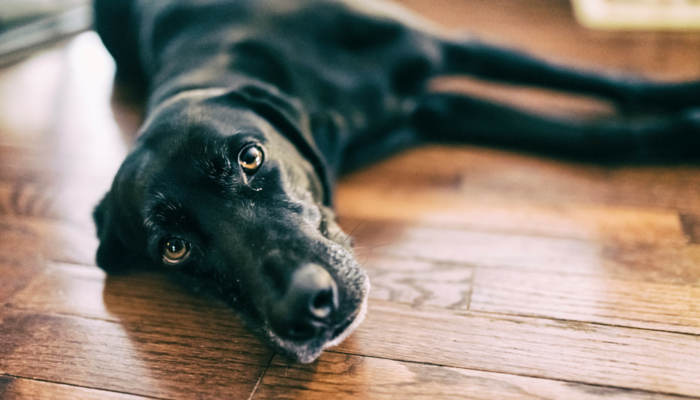 why do dogs crawl on the floor