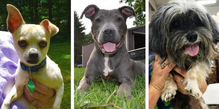 adopt a dog in southeast michigan