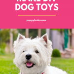 10 Easy to Make DIY Dog Toys - Puppy Leaks