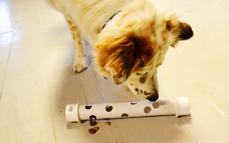 10 jouets pour chiens faciles à bricoler