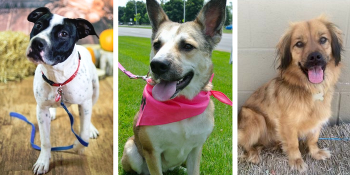 Adopt a Dog in Southeast Michigan