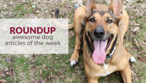Favorite Dog Articles of the Week