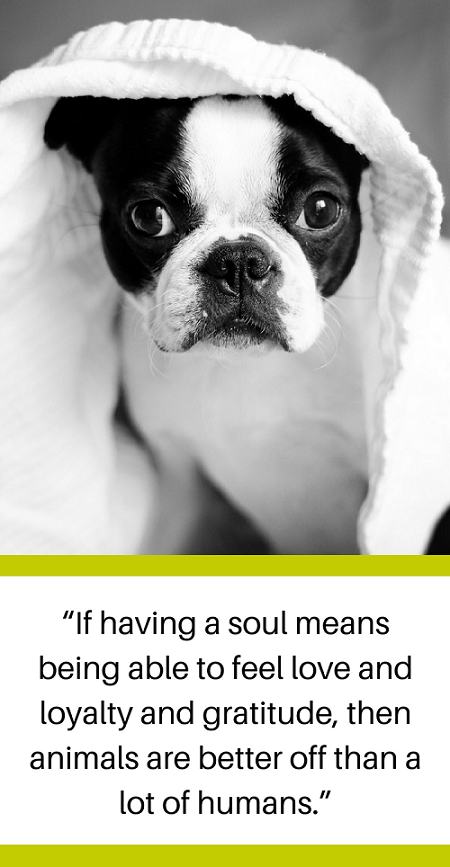 30 Quotes About Losing a Dog & Dealing With Grief