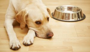 Why Do Dogs Guard Their Food?
