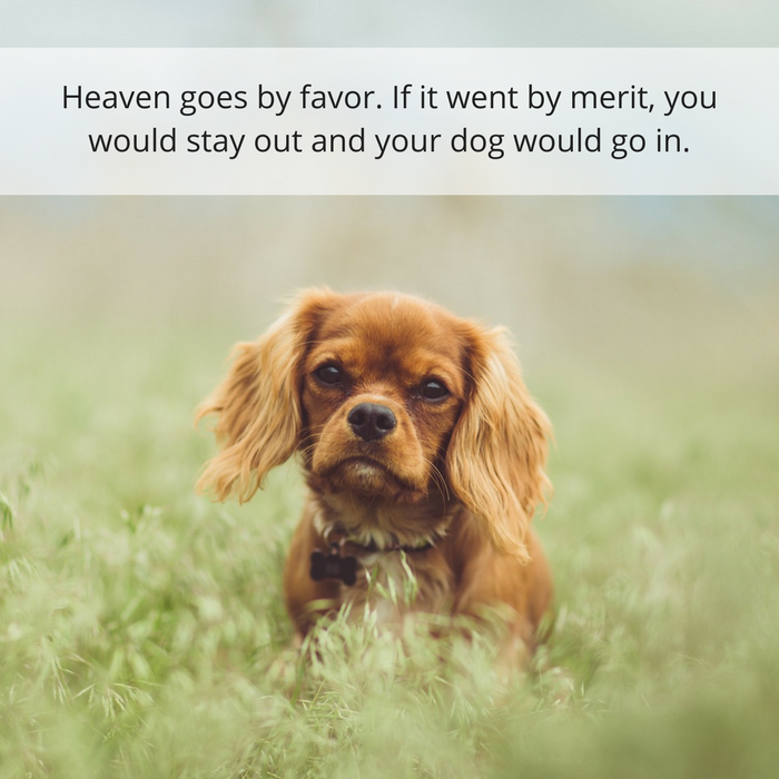 30 Quotes About Losing a Dog