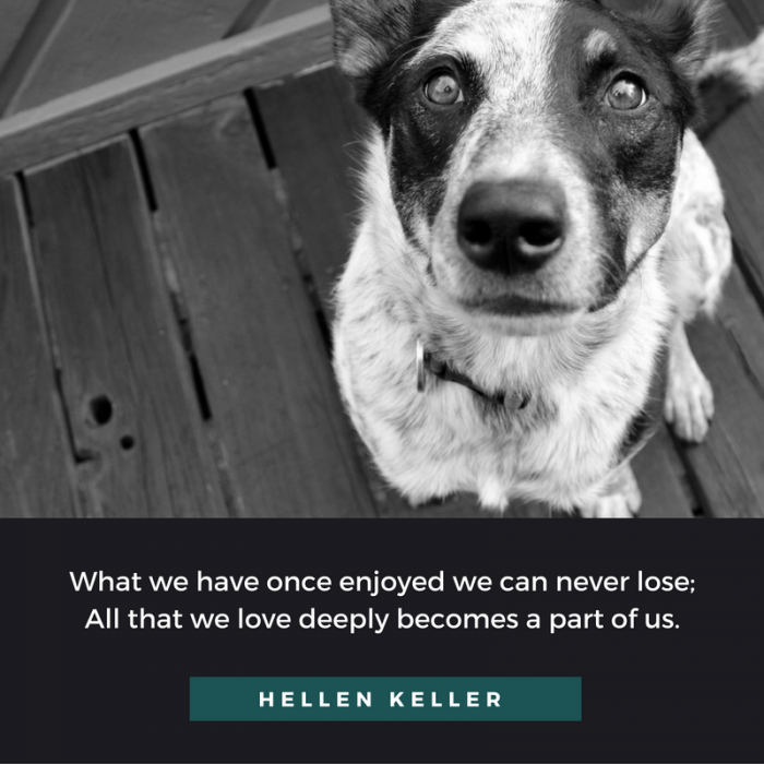 20 Quotes About Losing a Dog