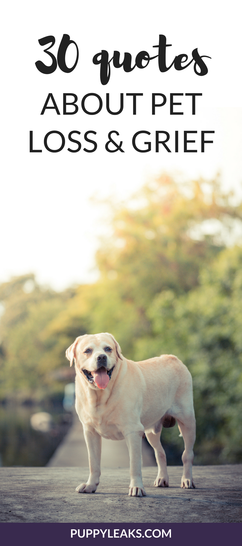 30 Powerful Quotes About Losing a Dog \u0026 Dealing With Grief 