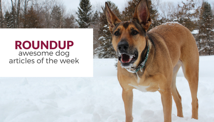 Roundup: Favorite Dog Articles of the Week