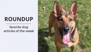 Dog Roundup: Favorite Dog Articles & Videos of the Week