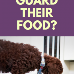 Why do dogs guard food