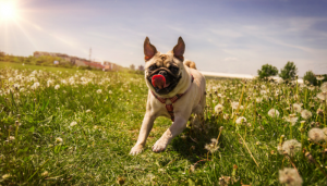 Ways to Keep Your Dog Happy