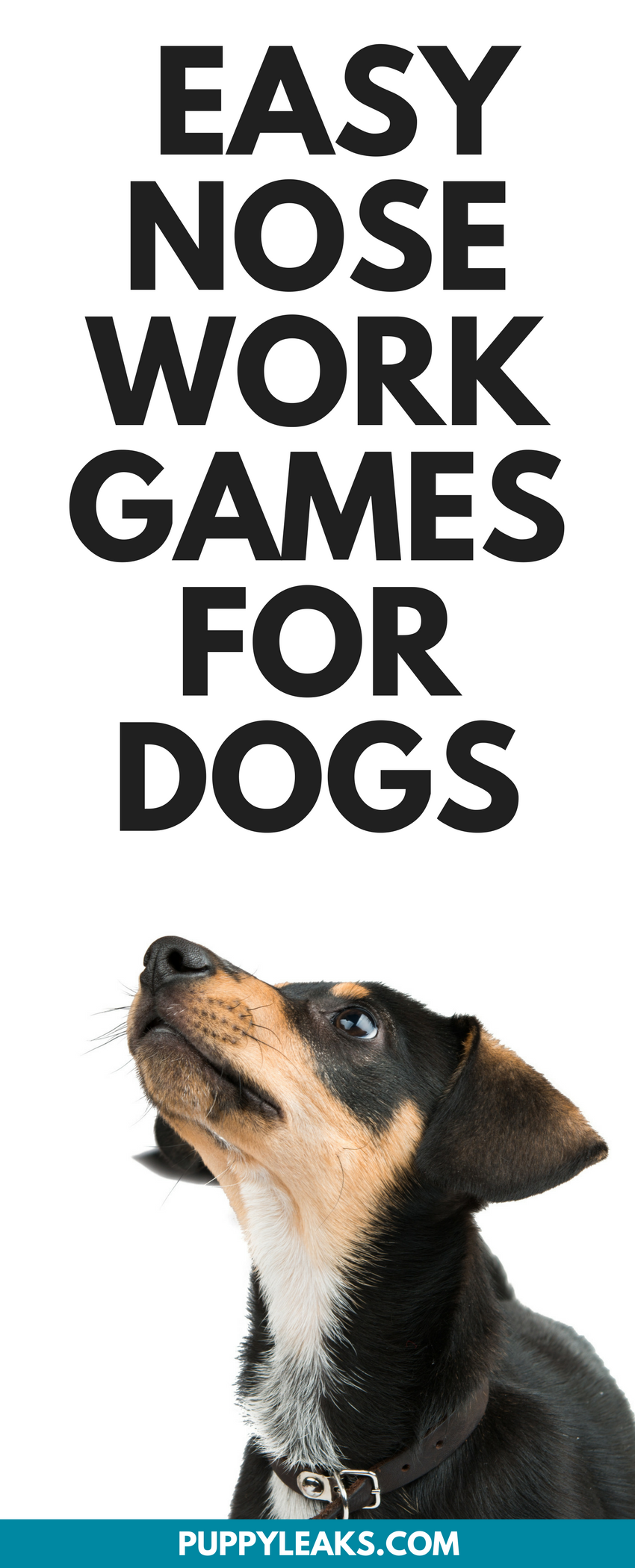 Looking for an easy way to keep your dog busy and mentally stimulated? Here's how to get started with scent work by teaching your dog some basic nose work. 3 easy nose work games to teach your dog. #dogs #puppies #dogtraining #doggames #puppytraining