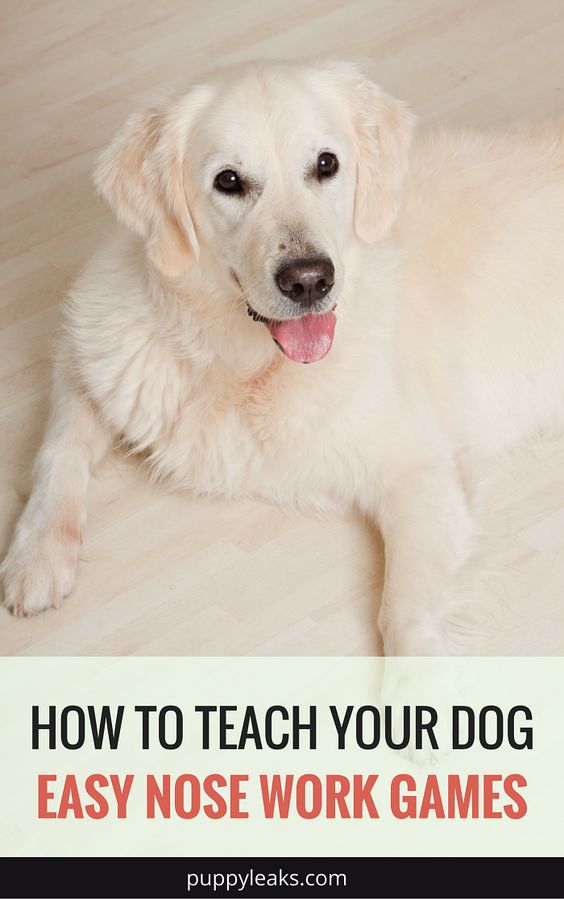 How to get started with scent work by teaching your dog some easy nose work games.