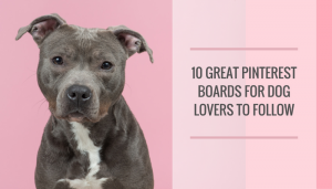 10 Great Pinterest Boards for Dog Lovers