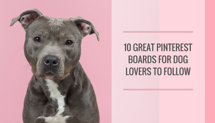 10 Great Pinterest Boards for Dog Lovers