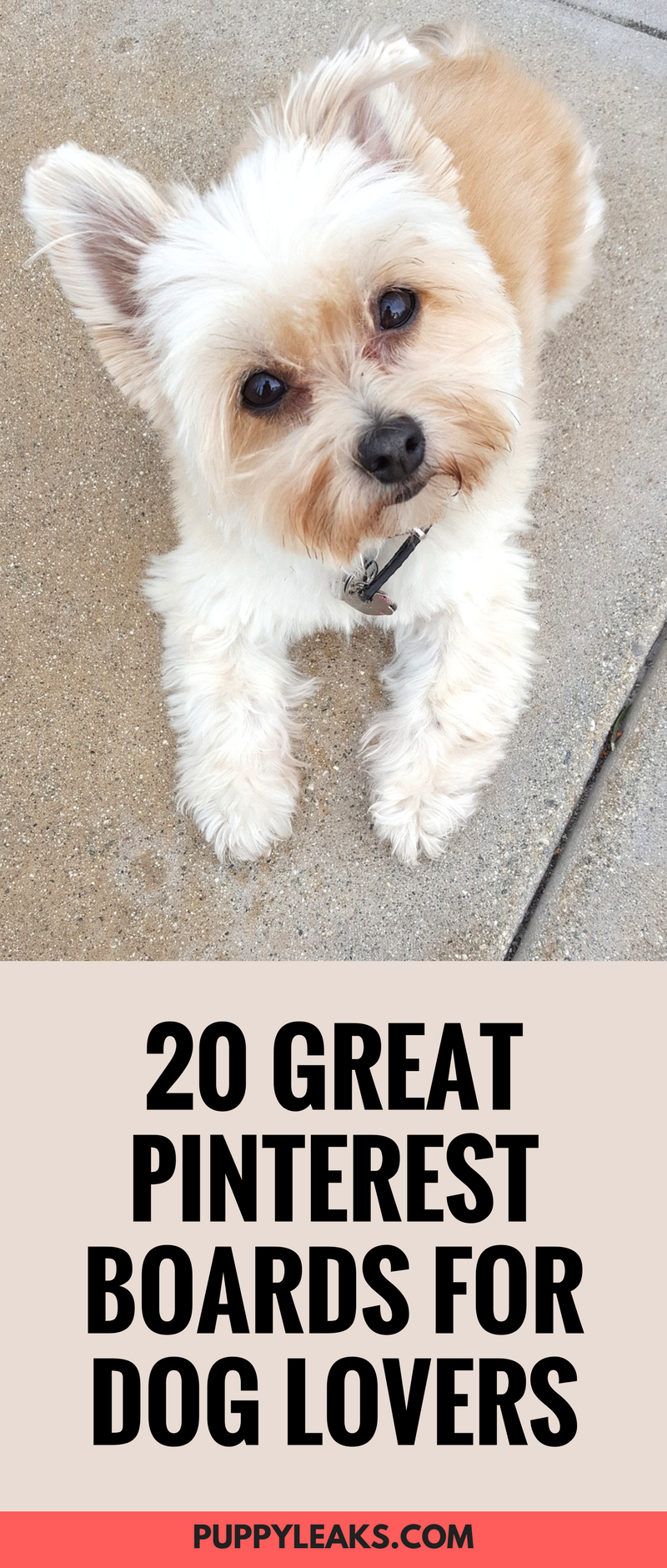 20 Great Pinterest Boards For Dog Lovers to Follow