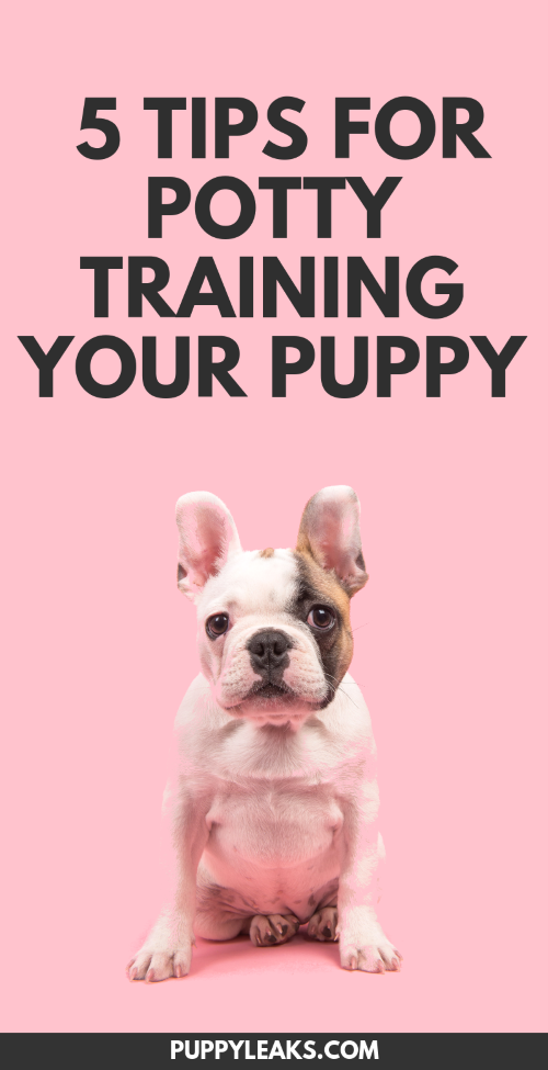 how to train your puppy not to pee in the house