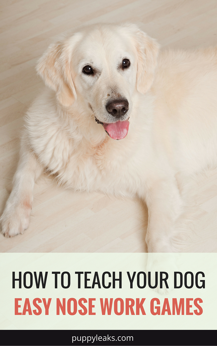 How to Teach Your Dog Some Basic Nose Work Games. Scent work games are a great way to give your dog more mental stimulation and keep your dog busy.