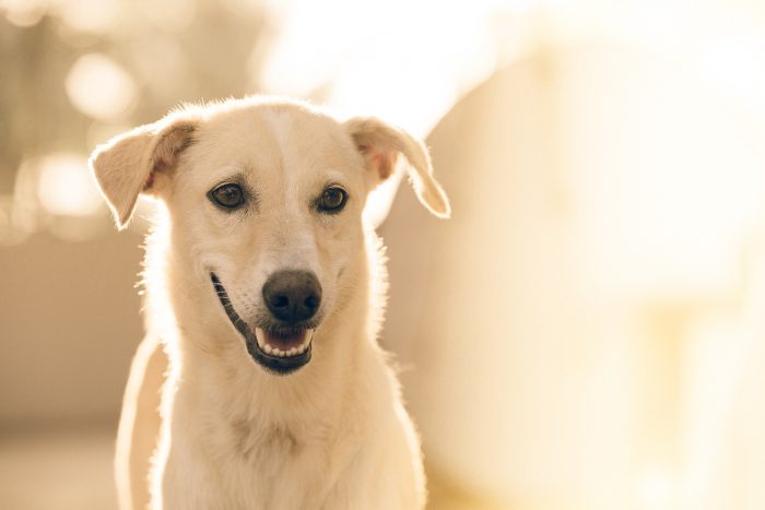 Gérer l'anxiété de séparation légère chez les chiens