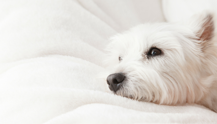 Comment gérer l'anxiété de séparation légère d'un chien