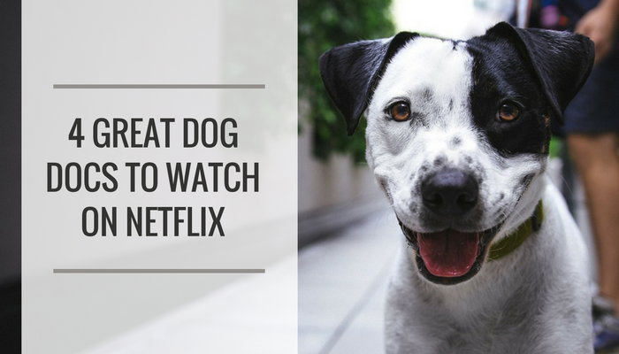 Netflix's newest series is a dog-cumentary