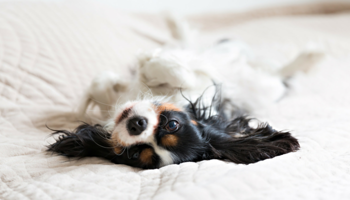 Comment gérer l'anxiété de séparation canine légère