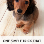 One trick for managing canine separation anxiety