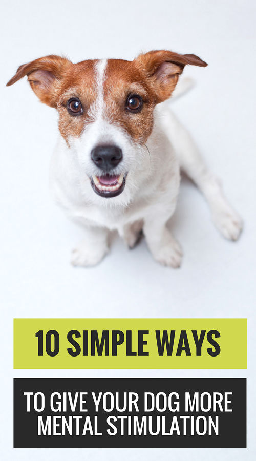 10 Easy Ways to Give Your Dog More Mental Stimulation
