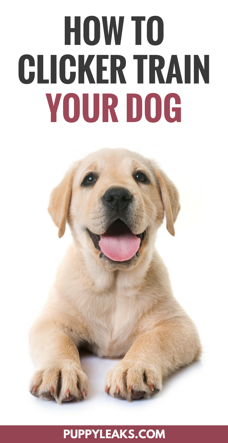 Clicker Training Your Dog - Part I 