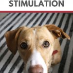 5 ways to mentally stimulate your dog – Go Dogo