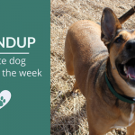 Roundup 95: Favorite Dog Articles, Videos & Deals of the Week