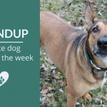 Roundup 96: Favorite Dog Articles, Videos & Deals of the Week
