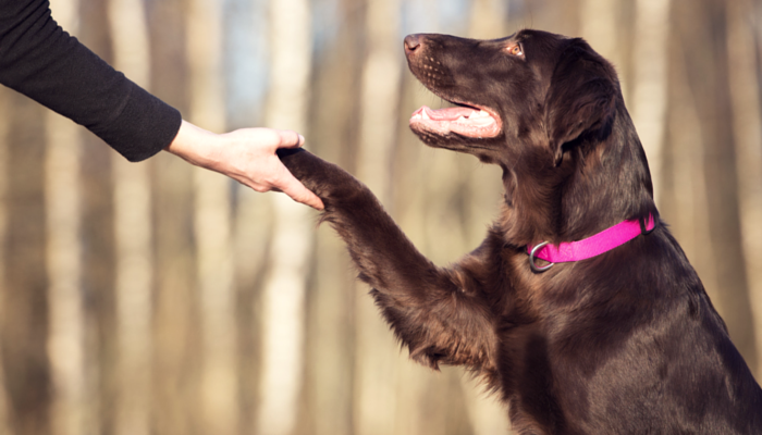 10 Fun Brain Games For Dogs - Puppy Leaks