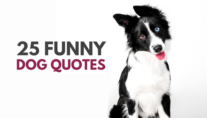 25 Funny Dog Quotes