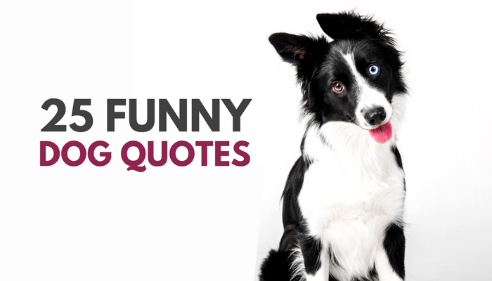 dog phrases funny