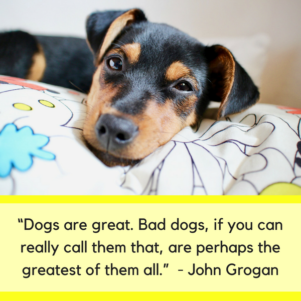 25 Funny Dog Quotes