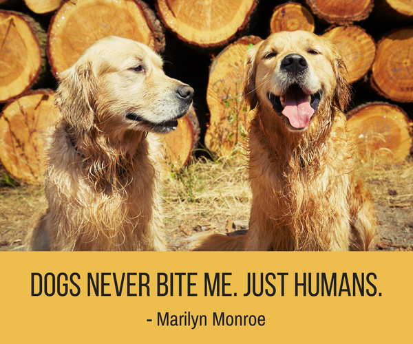 30 Funny Dog Quotes