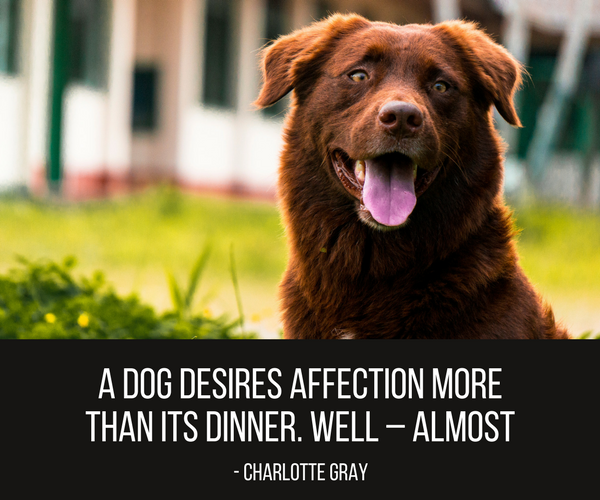 25 Funny Dog Quotes